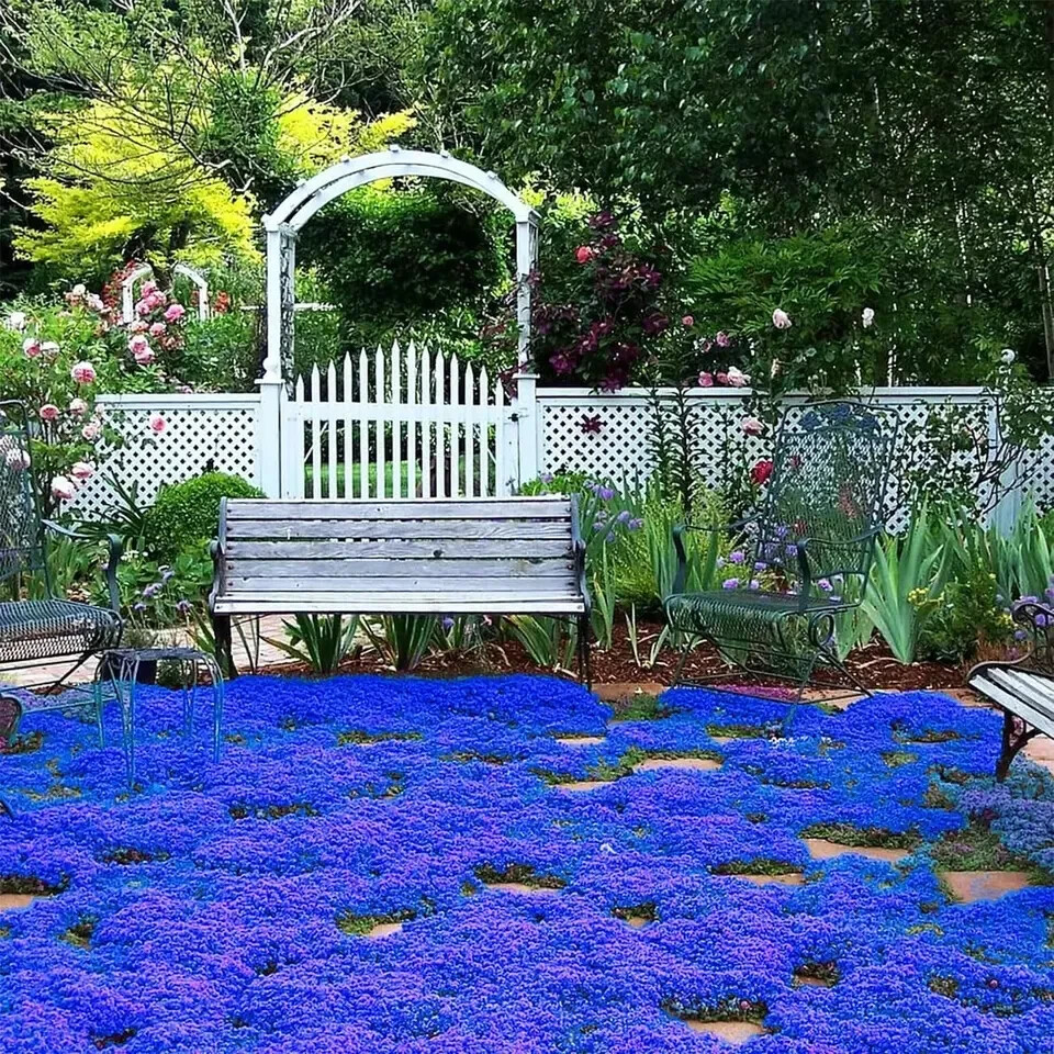 20000+ Magic Blue Creeping Thyme Seeds for Planting Ground Cover Plants Heirloom