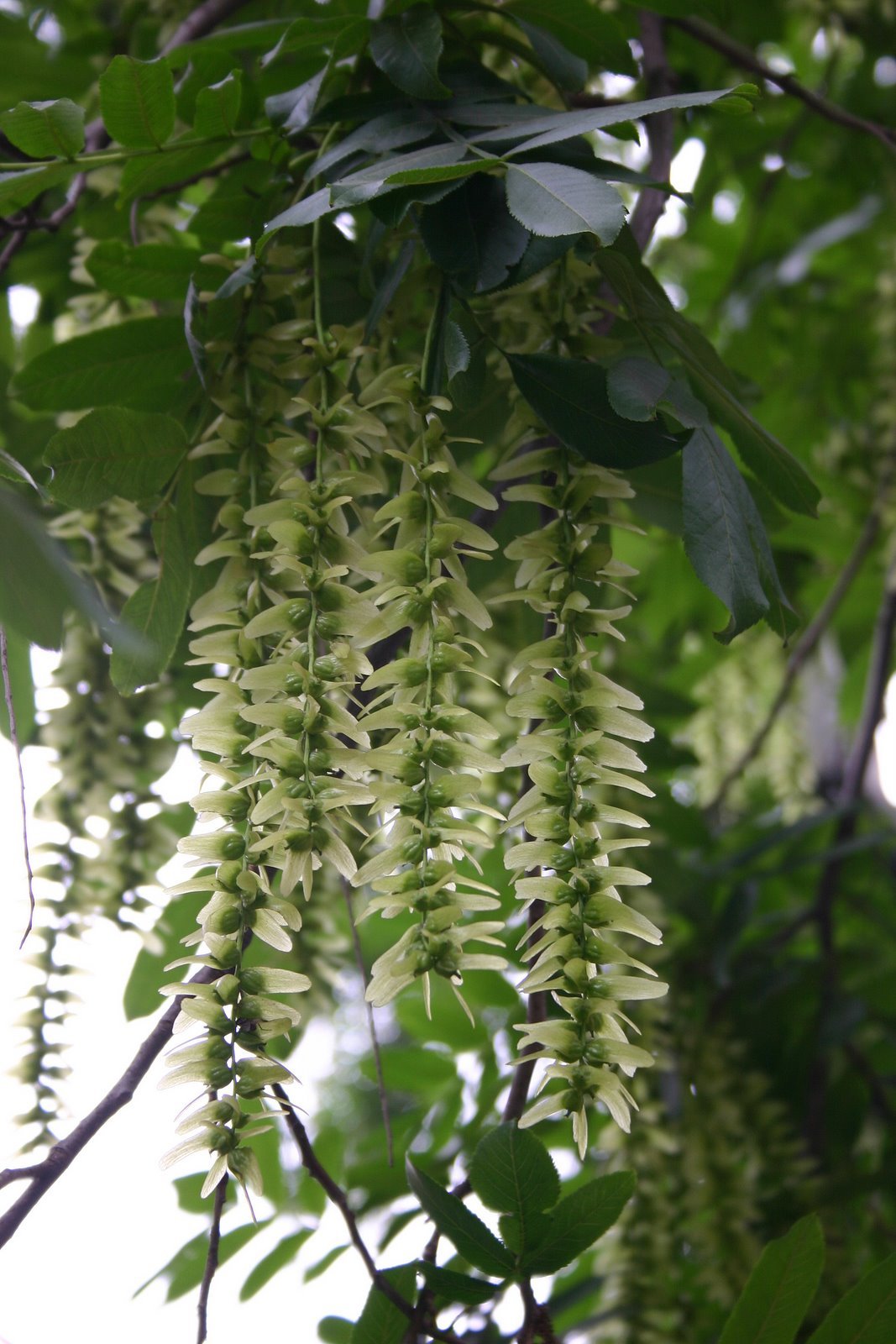 Chinese Wingnut, Pterocarya stenoptera, Tree Seeds (Fast, Showy)