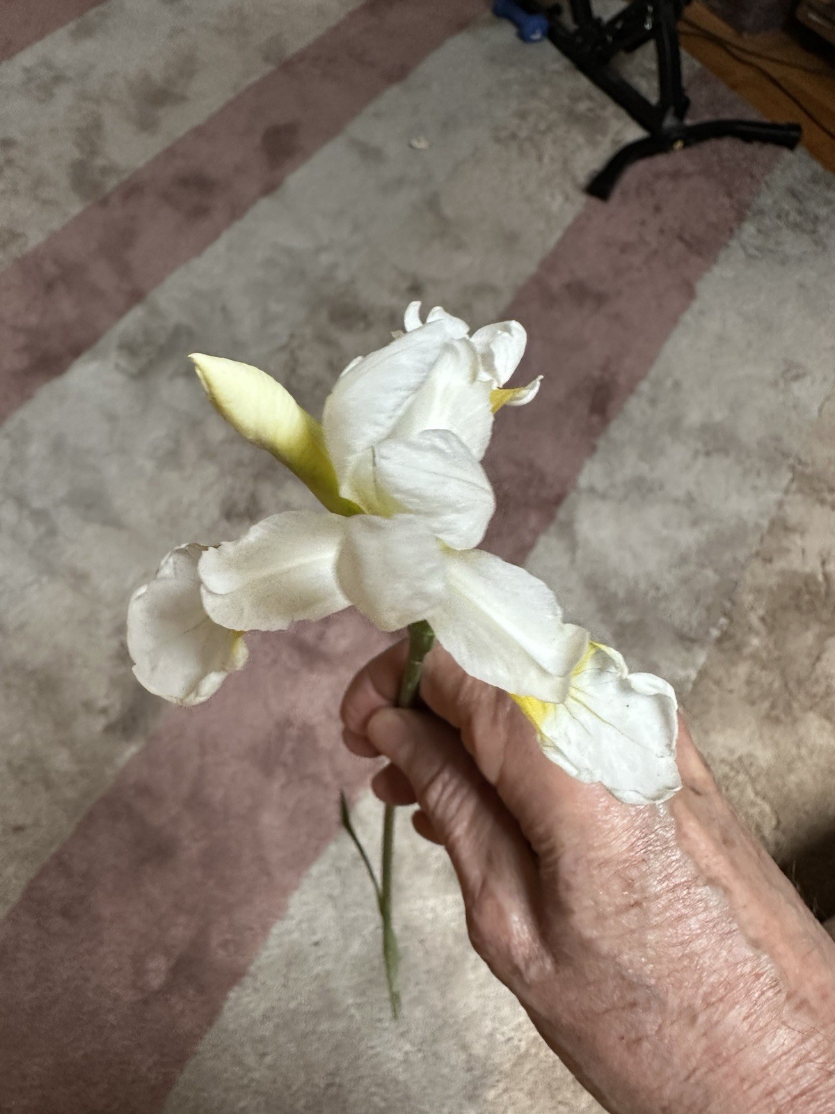 5 Siberian Iris Rhizomes White Siberian Iris Plants Bulbs Rhizomes With Foliage