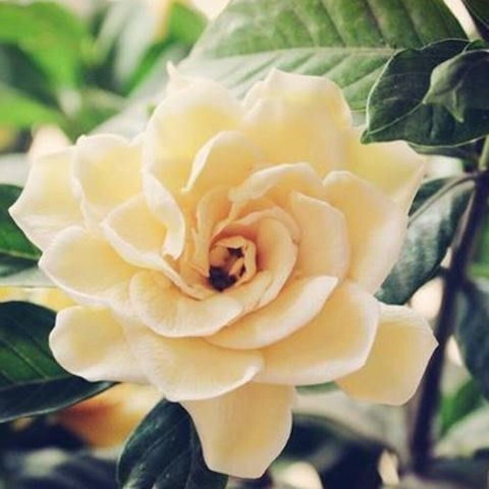 20 SEEDS champagne GARDENIA fragrant flower exotic bush garden plant USA Seller