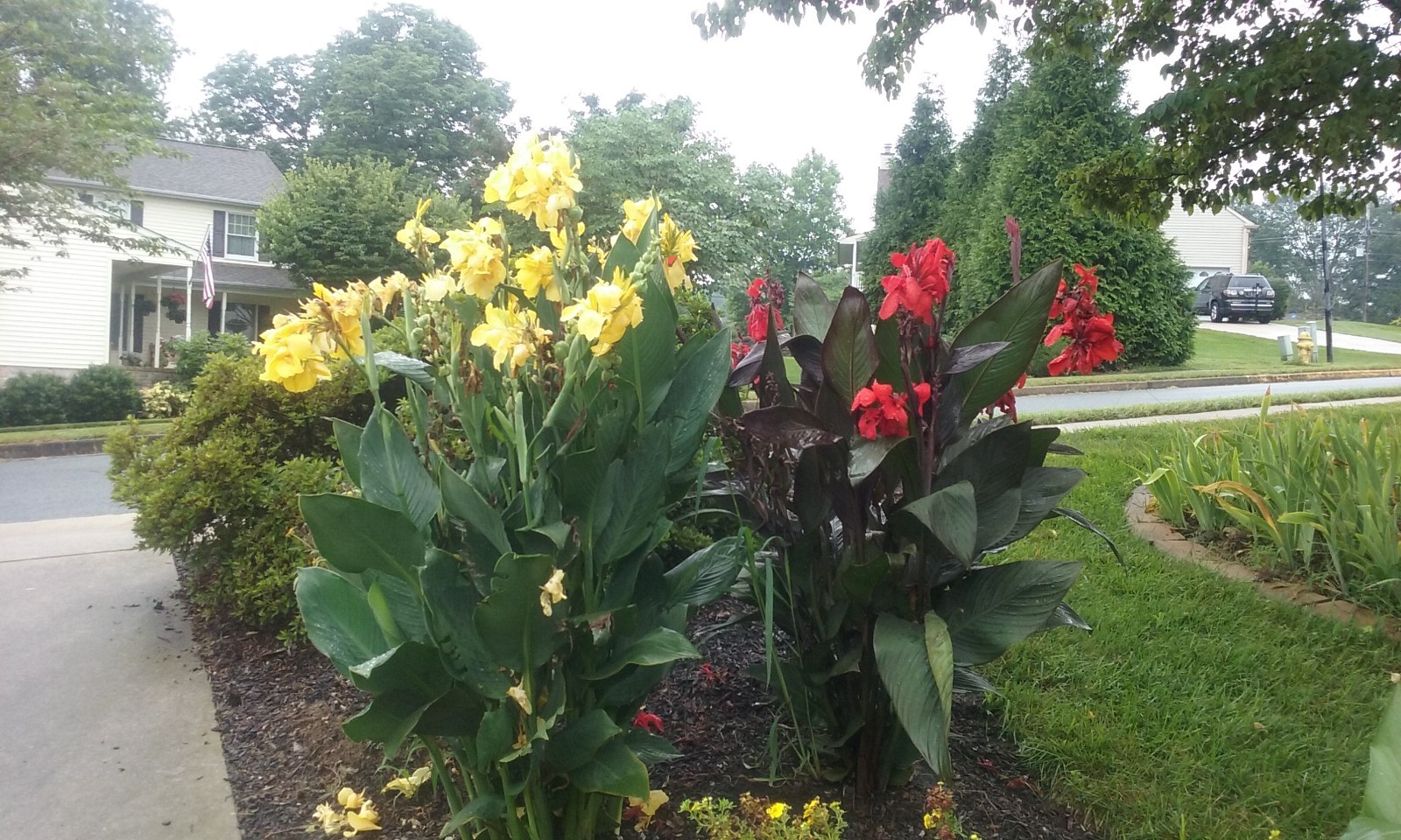 25 Canna Lily Seeds -Connova -Red Flwr -Bronze Leaf -4-6 ft tall Free Ship