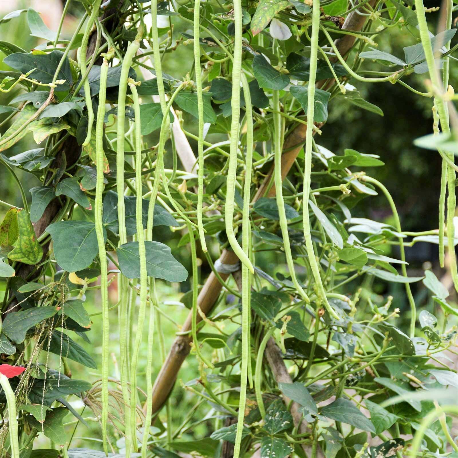 5 Colors Mix Yard Long Bean Seeds | Multi Variety Pole Asian Vegetable Seed 2023
