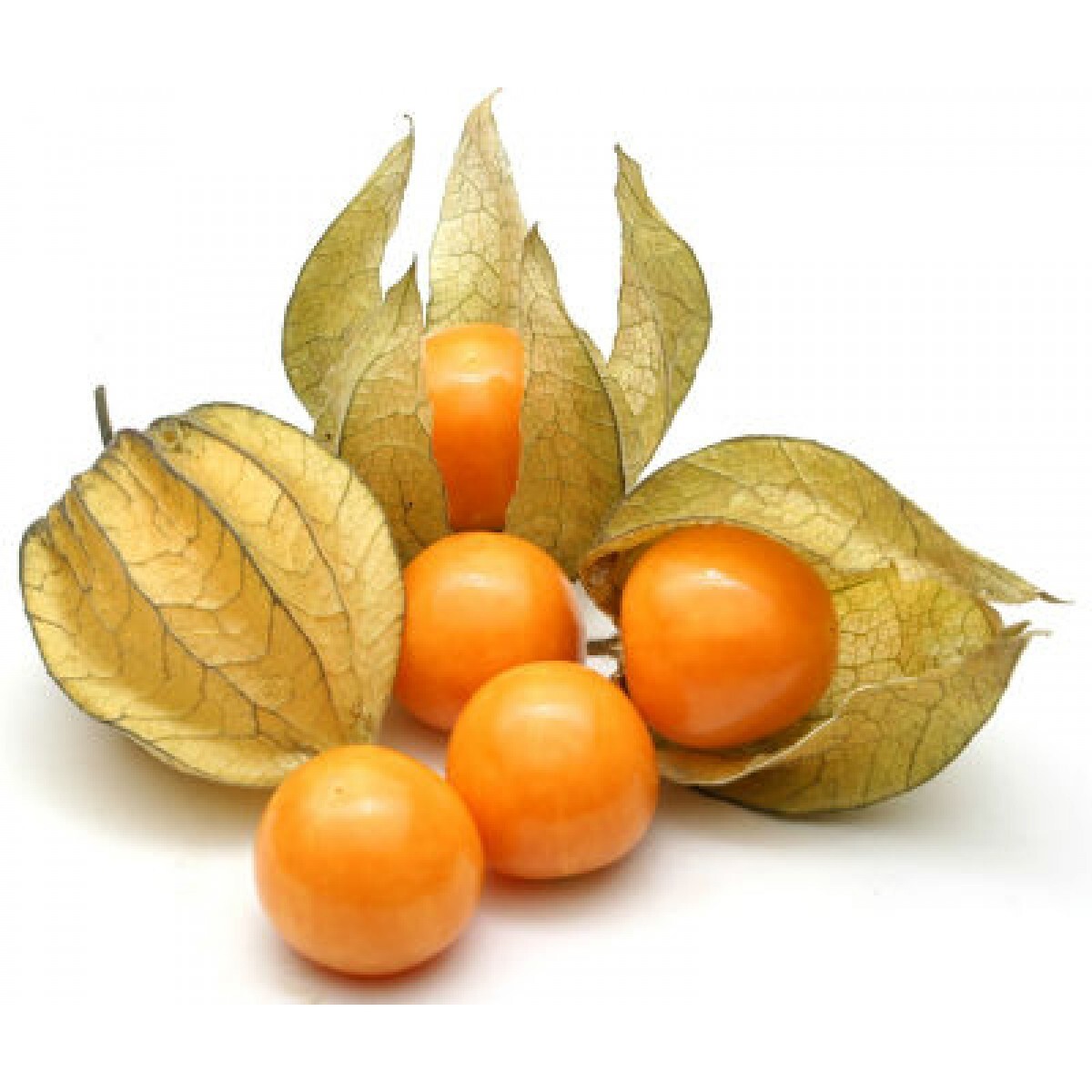 100+ CAPE GOOSEBERRY SEEDS ———————— RARE