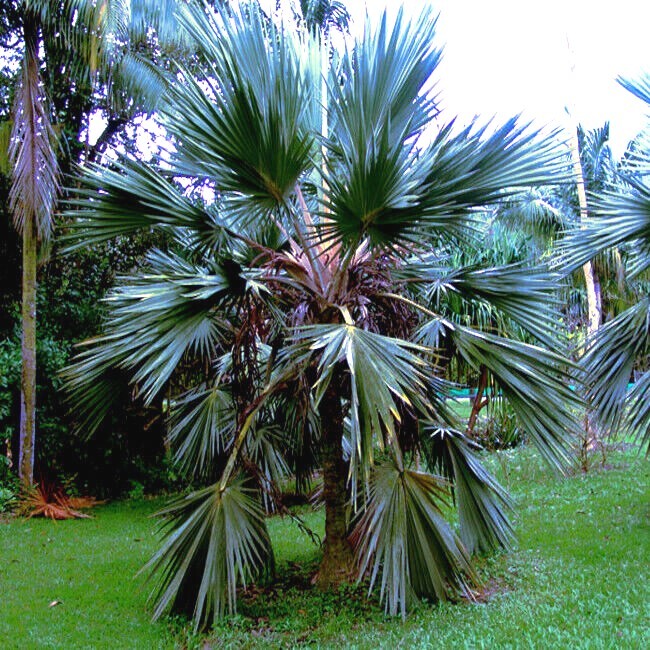 100 Mexican Blue Hesper Fan Palm Tree Seeds Grey Goddess Tropical Cold Hardy!
