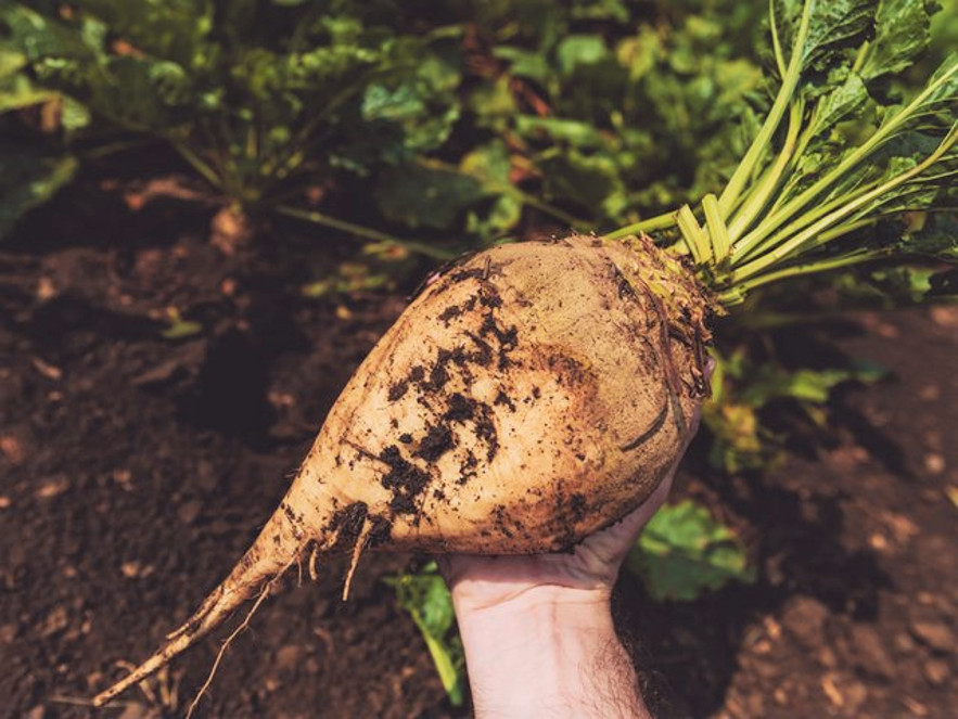 Sugar Beet Seeds | White Albino Sucrose Beets Cover Crop Vegetable Seed 2024