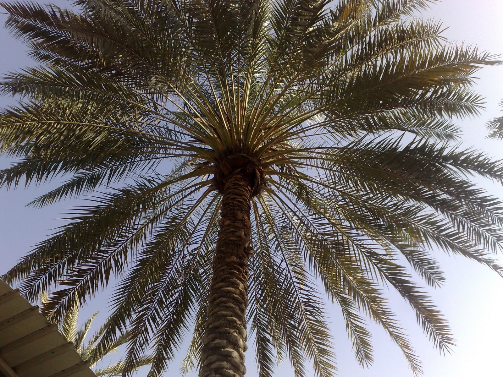 True Date Palm, Phoenix dactylifera, Tree Seeds (Showy, Edible, Evergreen)