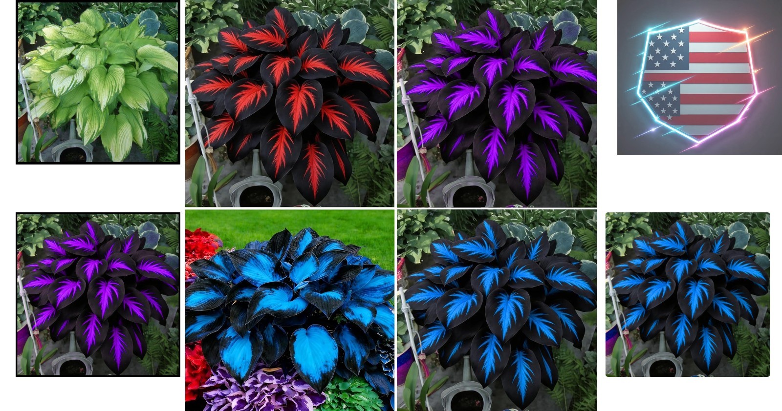 Hosta Seeds for Planting, 290+pcs Rare Perennial Hosta Flower Seeds Plants, N…
