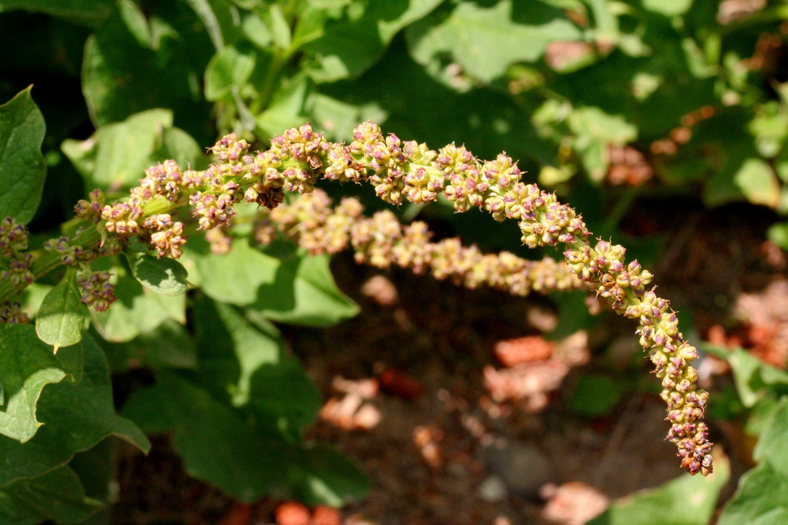 1,000 CHENOPODIUM BONUS-HENRICUS Seeds (Good-King-Henry) | Free shipping