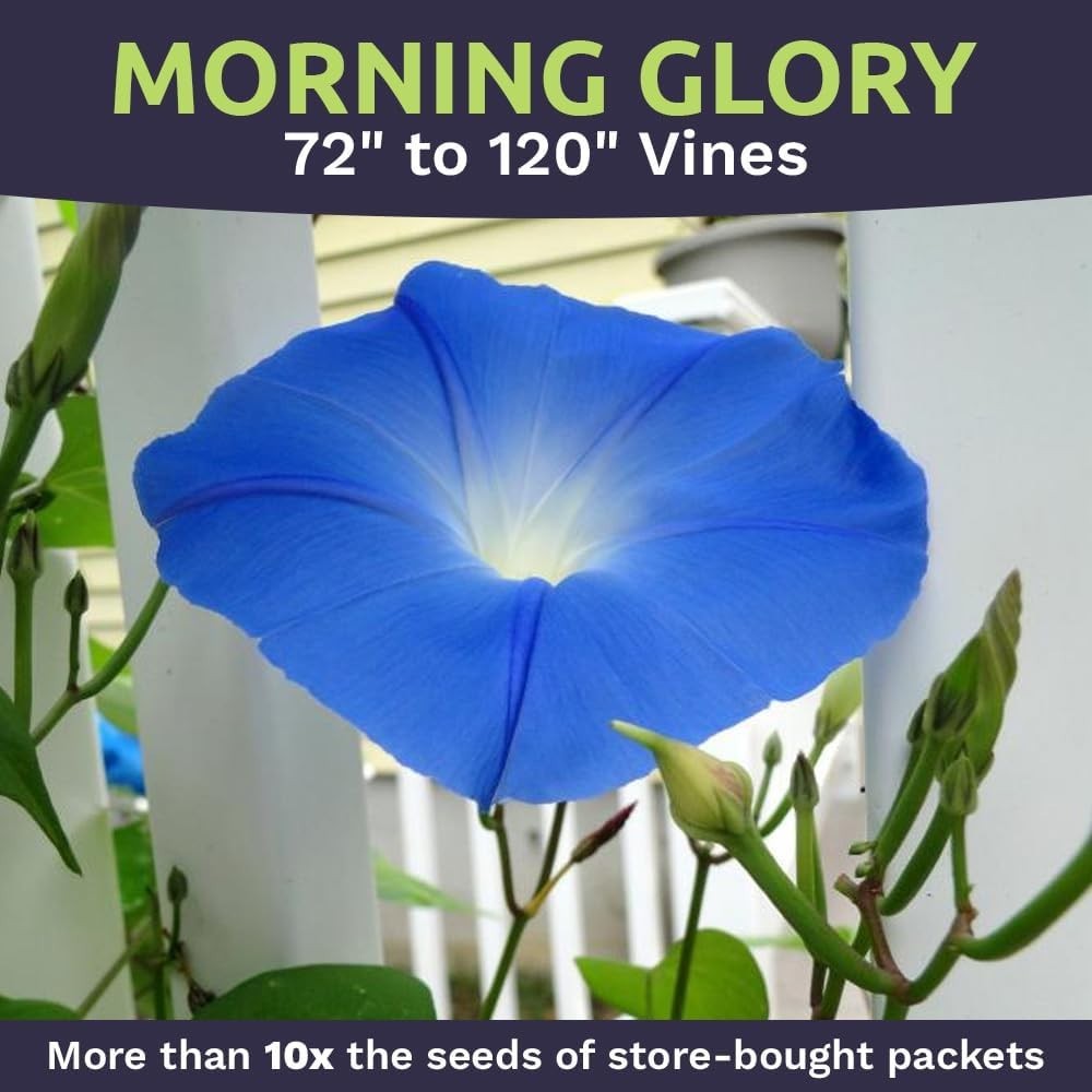 Bulk 1/4 Pound Morning Glory Seeds – Heavenly Blue Flowers with 4000+ Seeds