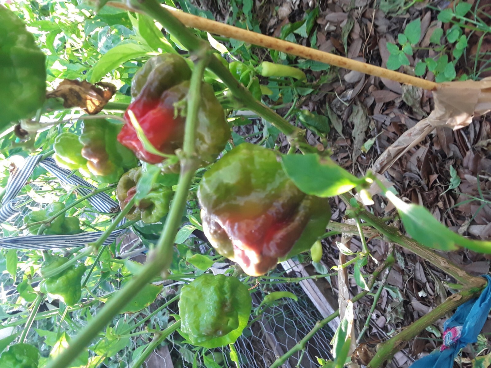 50 Red Jamaican Scotch Bonnet Pepper Seeds Heirloom NON-GMO. Super Prolific