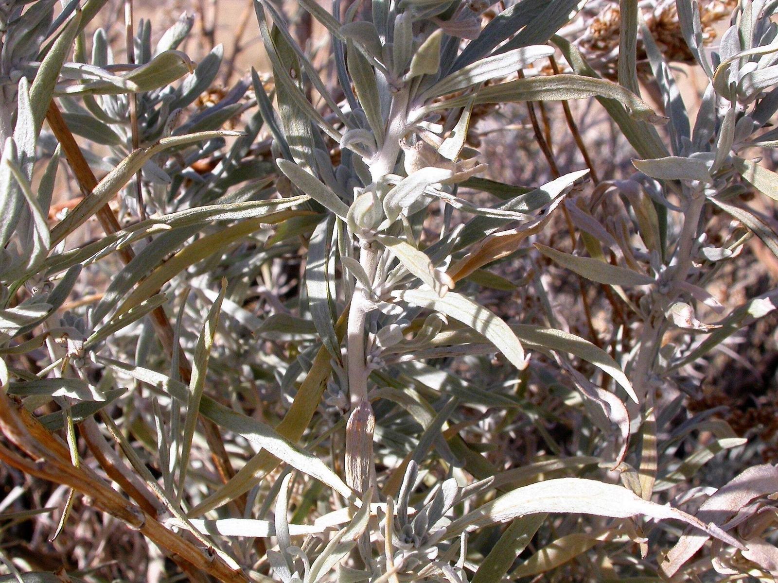 100 SILVER SAGEBRUSH Artemisia Cana Dwarf Sagebrush Wormwood Herb Flower Seeds
