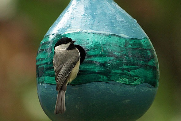 Birdhouse Bottle Gourd, Lagenaria siceraria, Seeds
