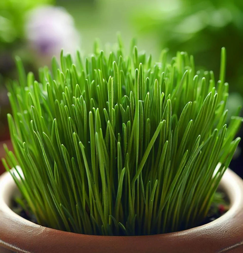 75 Common Chives Seeds Perennial Mild Flavor Free Shipping and Tracking