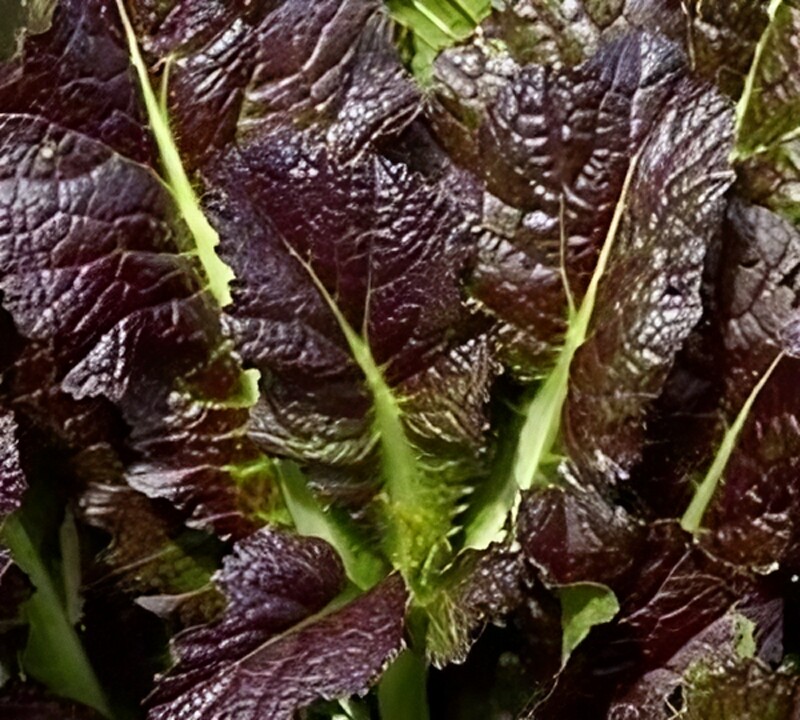 Mustard Red Giant Great Heirloom Vegetable By Seed Kingdom BULK 40,000 Seeds