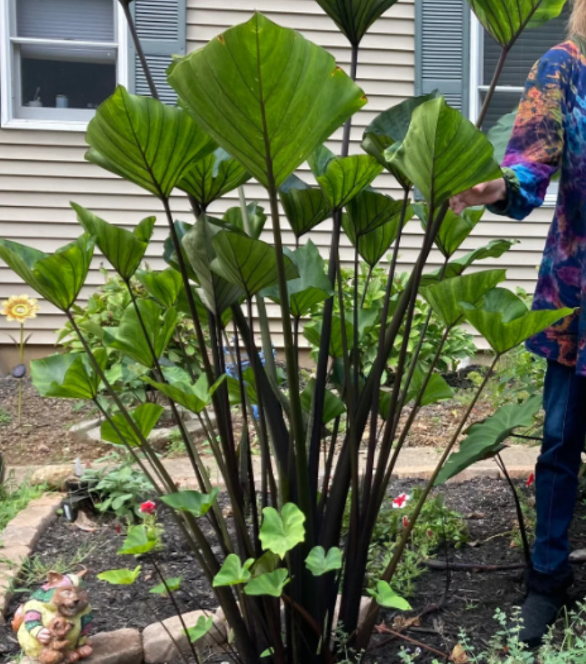 Tea Cup Colocasia Plant – 6-12″ Tall – Tropical Elephant Ear for Containers