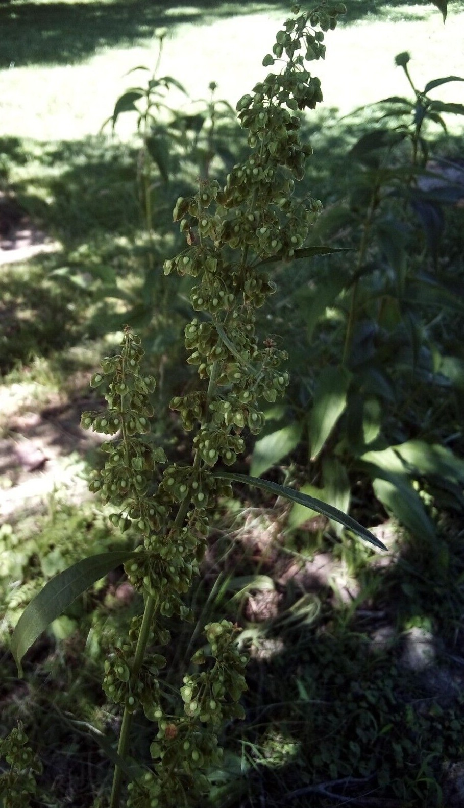 50 SEEDS CURLY DOCK RUMEX CRISPUS