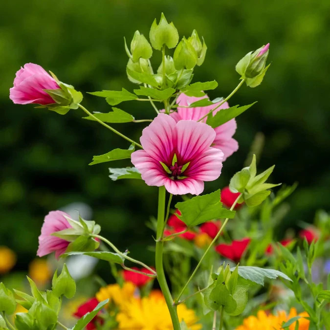 100+ Vulcan Malope Trifida Seeds – Mallowwort Flower – Large Pink Annual Garden