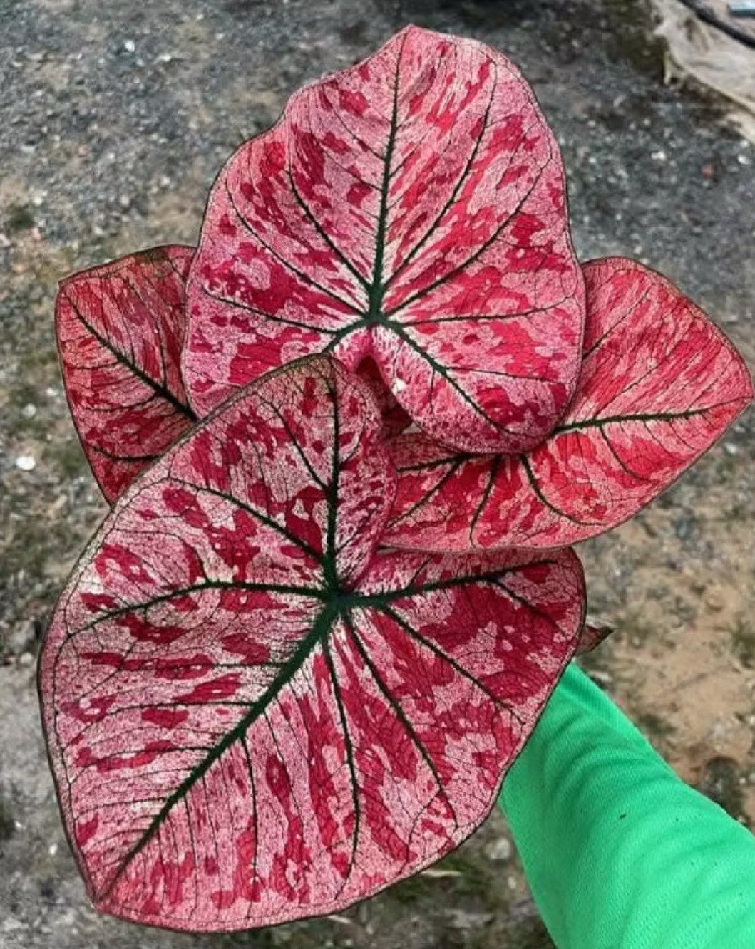 AUTHENTIC Caladium Heartbreak 1 bulbs