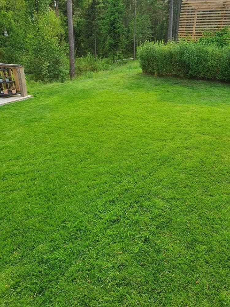 High Quality Creeping Red Fescue Grass Seeds for Lawns and Erosion Control