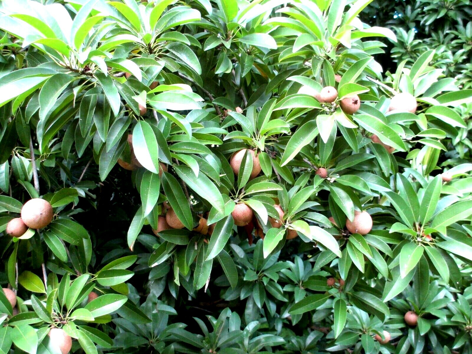 SAPODILLA , Manilkara zapota Seeds LOT OF 10 FREE SHIP