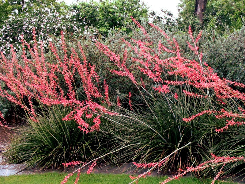 25 RED YUCCA SEEDS (Hesperaloe parviflora) Hummingbird & Butterfly Flower Plant