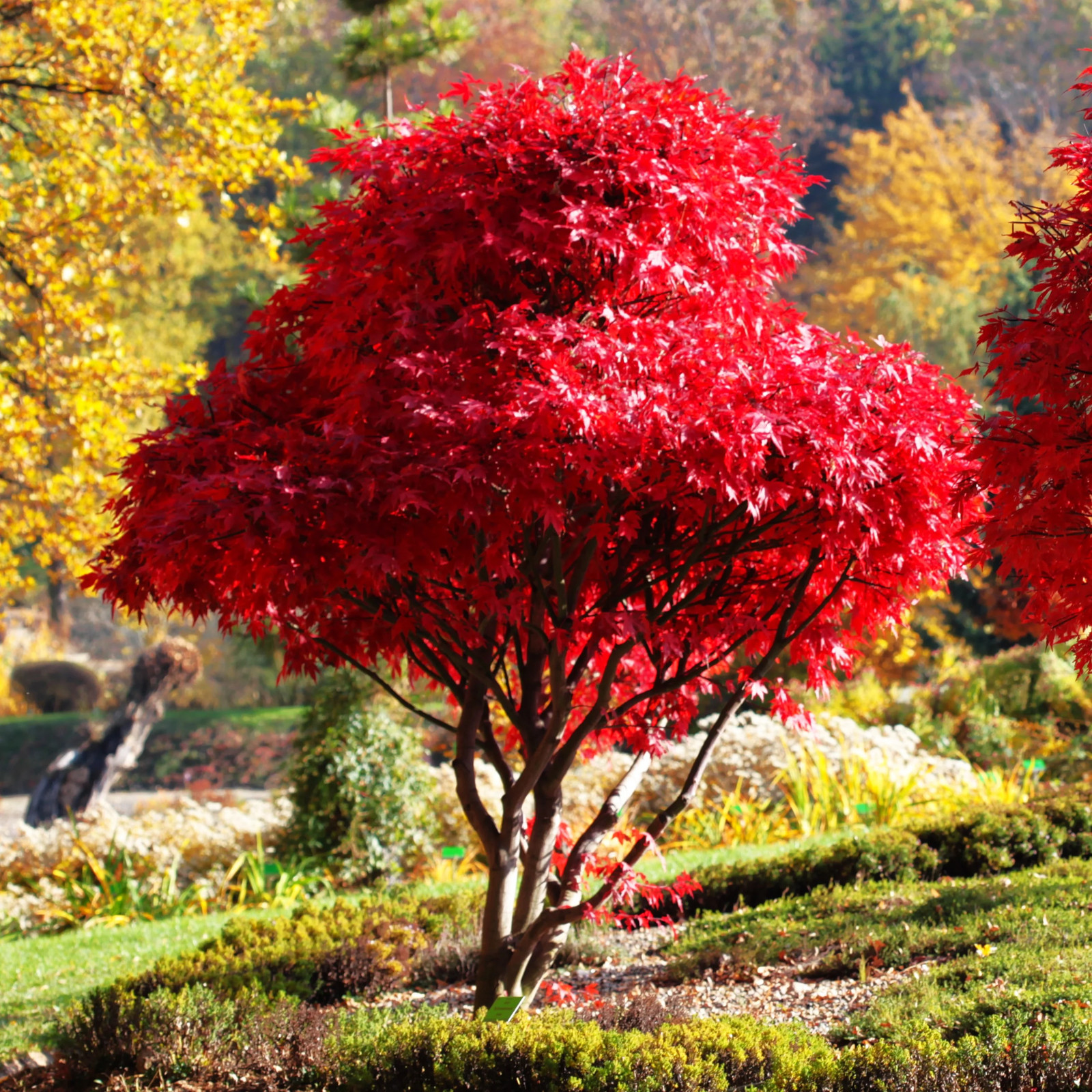 Red Japanese Maple Tree (Bloodleaf) Seeds – For 2026 Planting