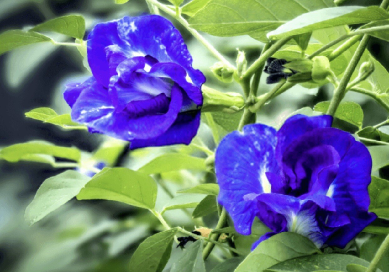 50 hoa dau biet- Blue Butterfly Pea Seeds, Organic Home Growth 2021 Harvest