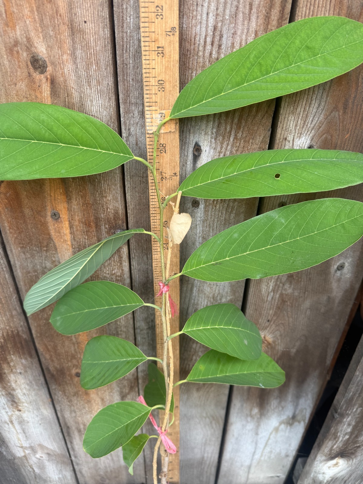 1 Seedling Pineapple Annona Cherimola X A Squannosa Atemoya, Annona Squnnosa 35″