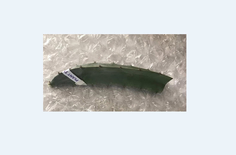 DRAGON FRUIT (Dark Red Flesh) 7 – 10 INCHS CUTTING (2) PIECES