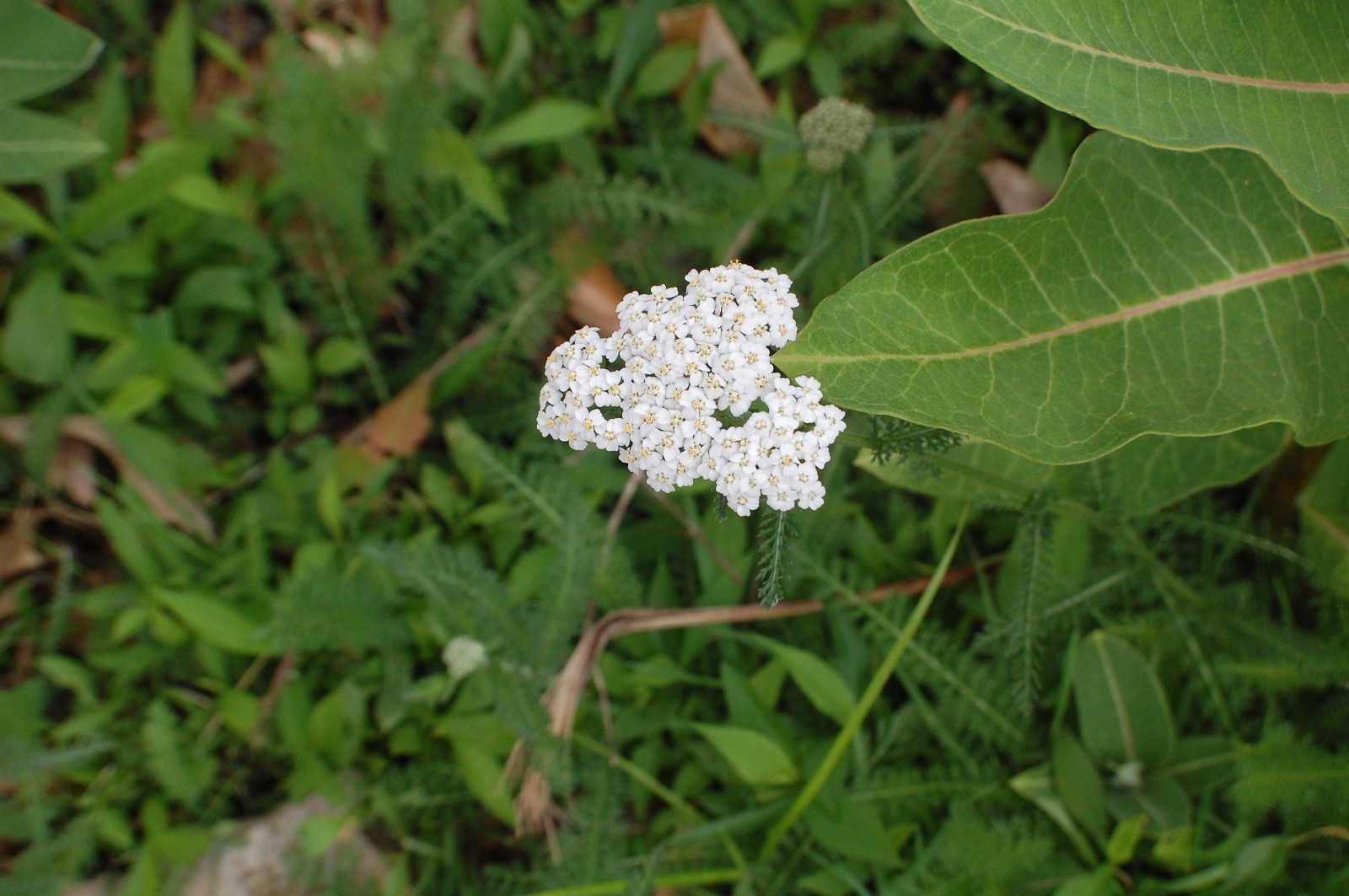 White Yarrow Seeds/1 gram +/Achillea millefolium L./Native US Plant/Medicinal
