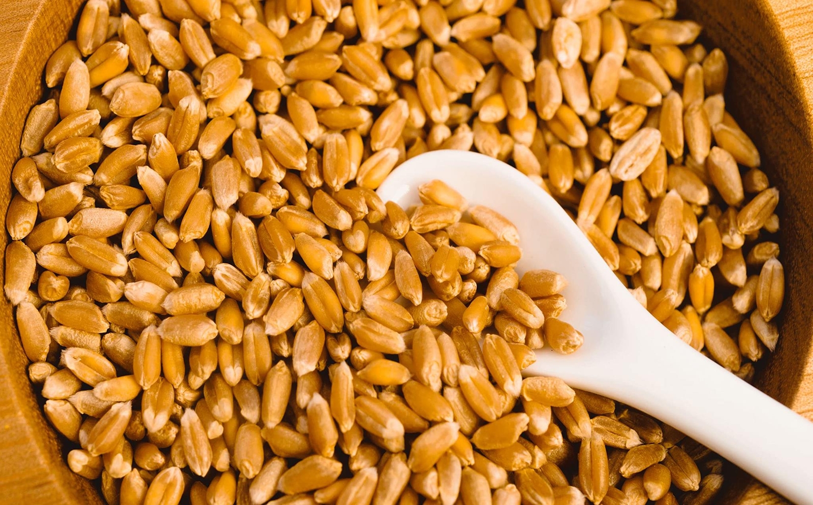 Wheat Berries – 25 Pounds – Fresh Hard Red Winter Wheat Berries – Made in USA