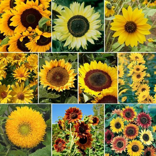Sunflower SUNNY Mix 10 Species Annual/Perennial Non-GMO Hummingbirds 50 Seeds!