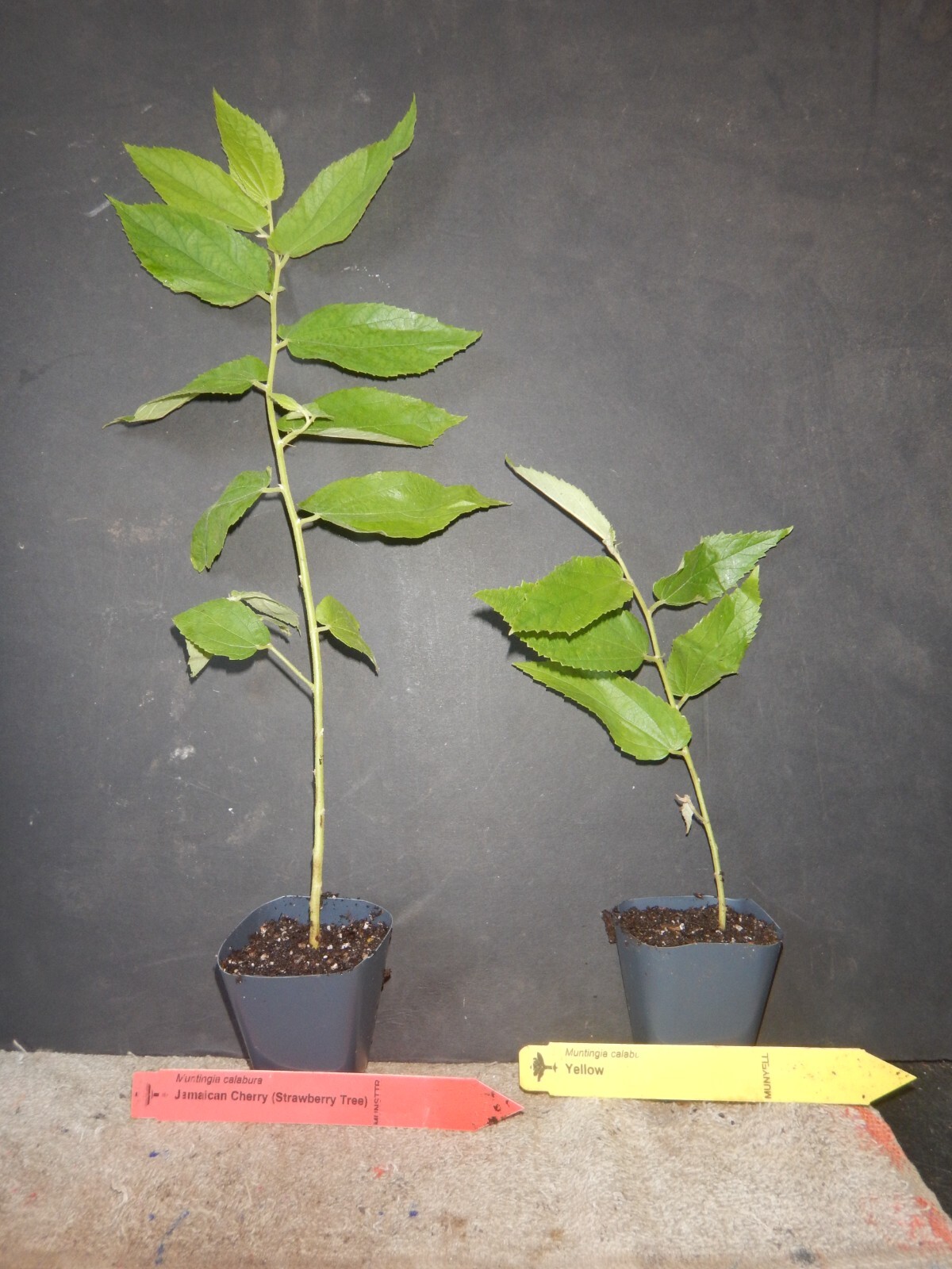 Yellow Jamaican Cherry Tree Muntingia calabura ~ Rooted Starter Plant