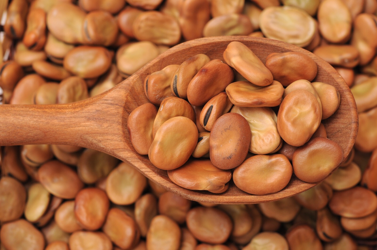 Windsor Fava Bean Seeds