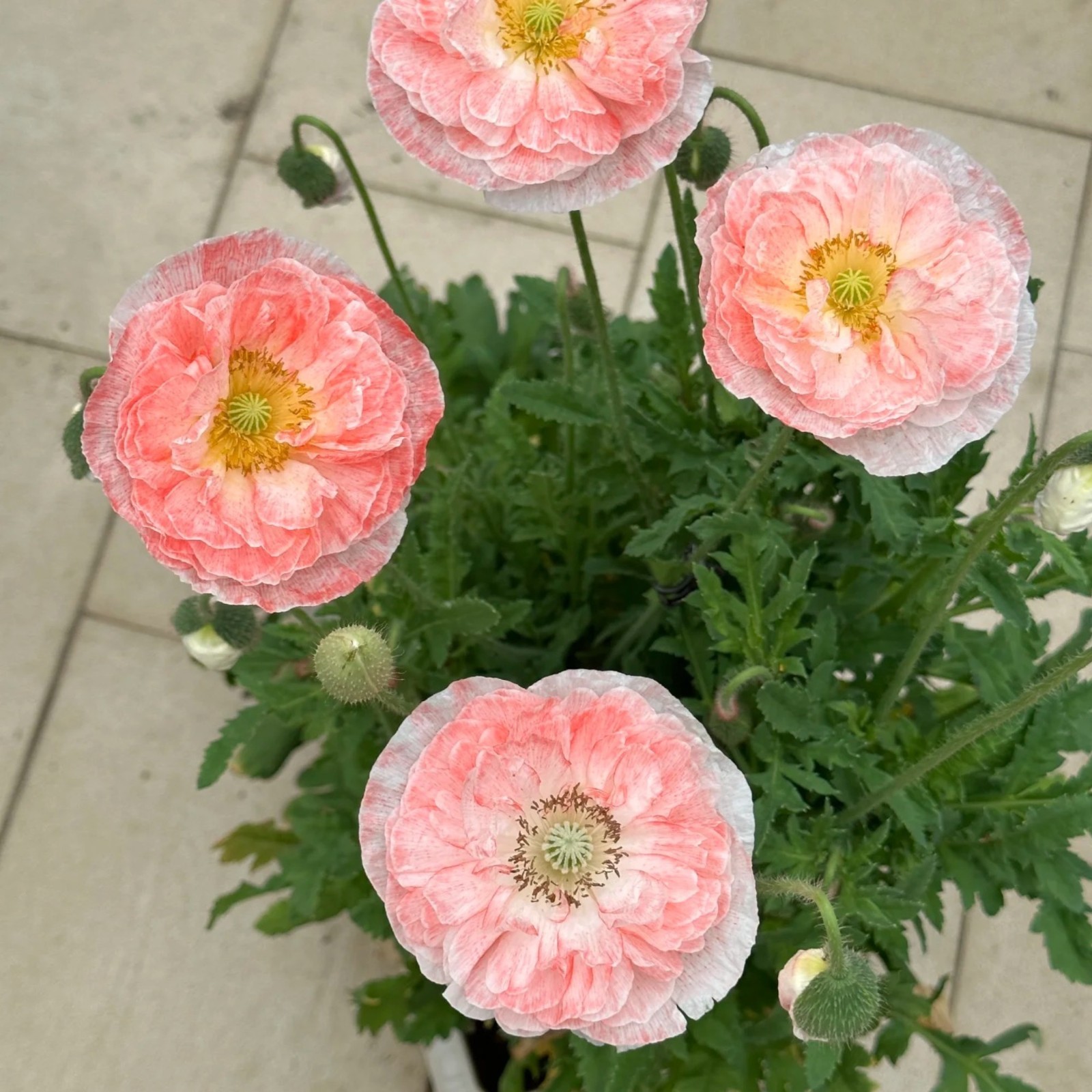 1000 Double Light Pink Poppy Seeds – Heirloom Papaver Mix for Zones 3–10