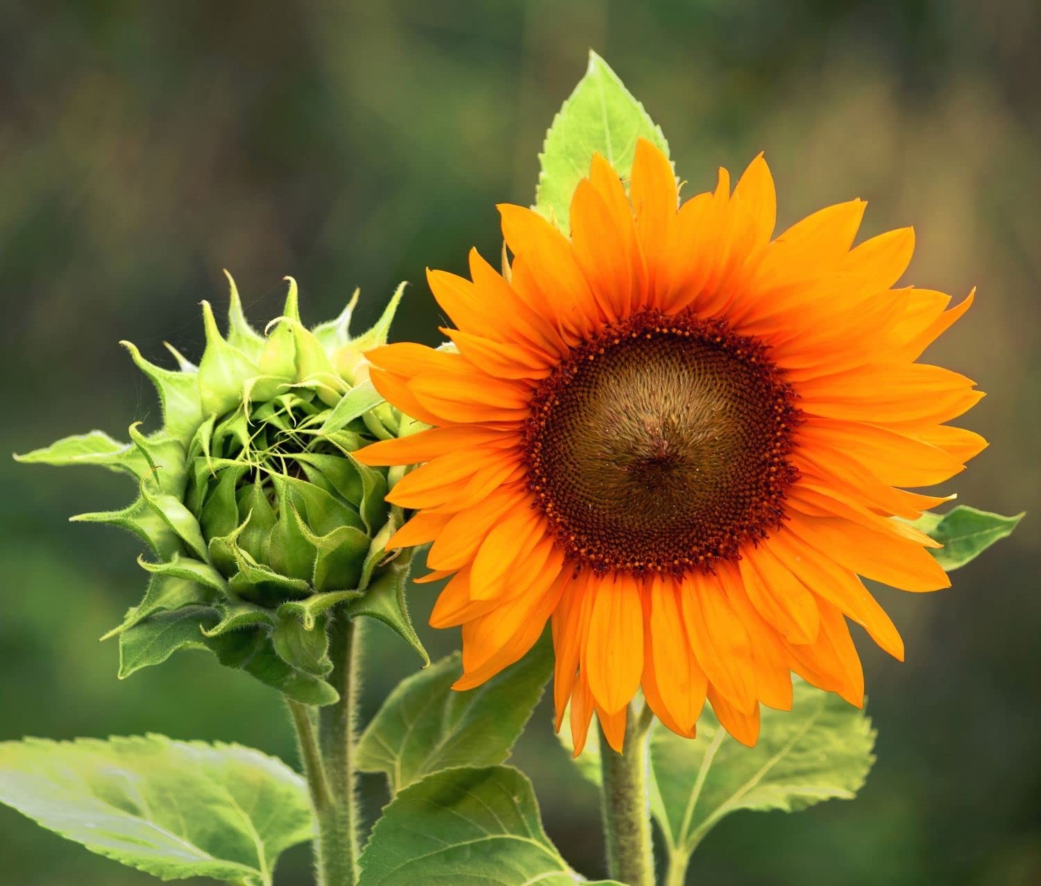 Giant Sunflower Seeds Mix (200+ Seeds) – Red, Purple, Pink Heirloom Varieties…