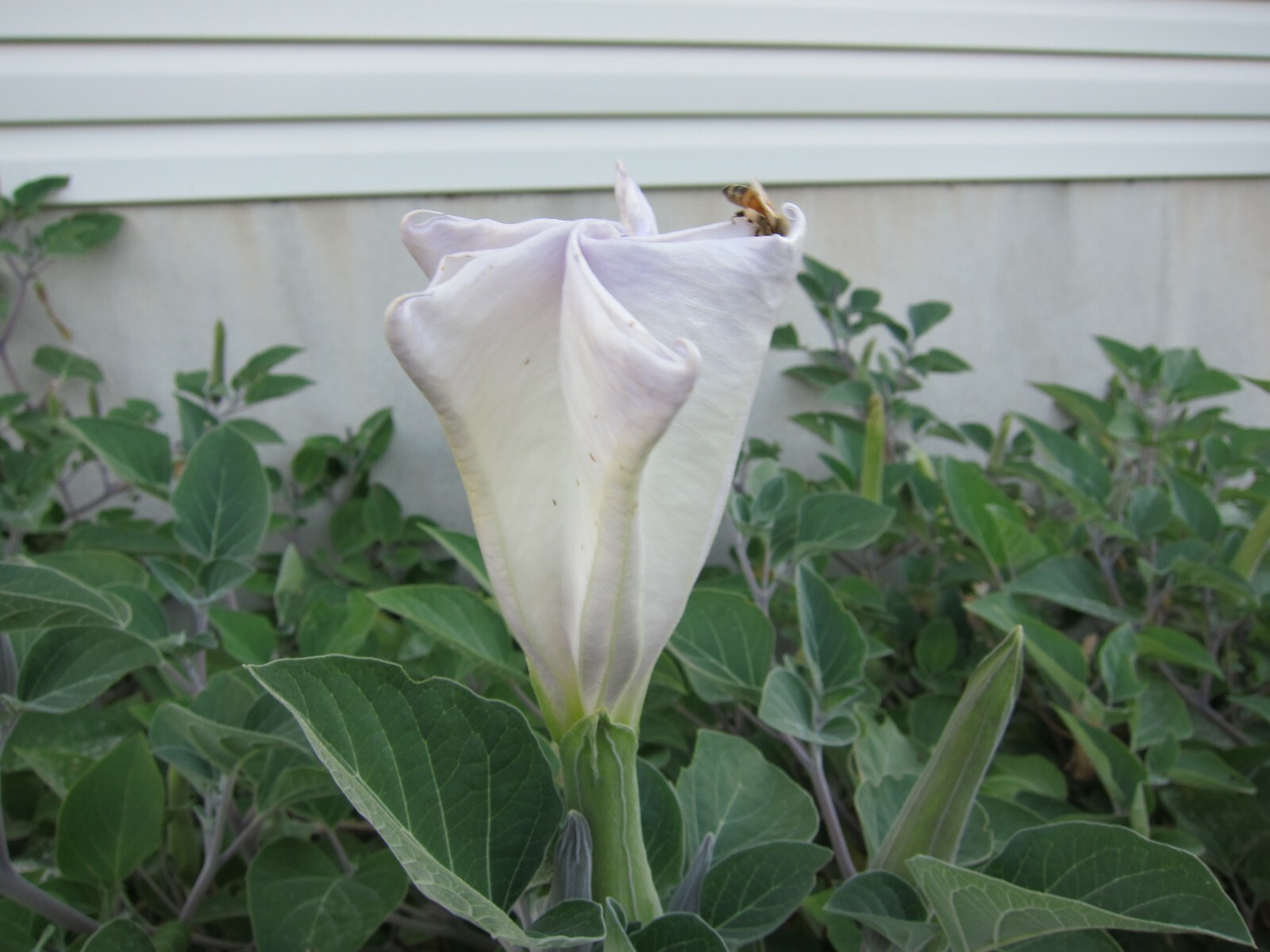 Datura, 150 Seeds, Trumpet Flower, Angel Trumpet, Moon Flower, Sacred Datura