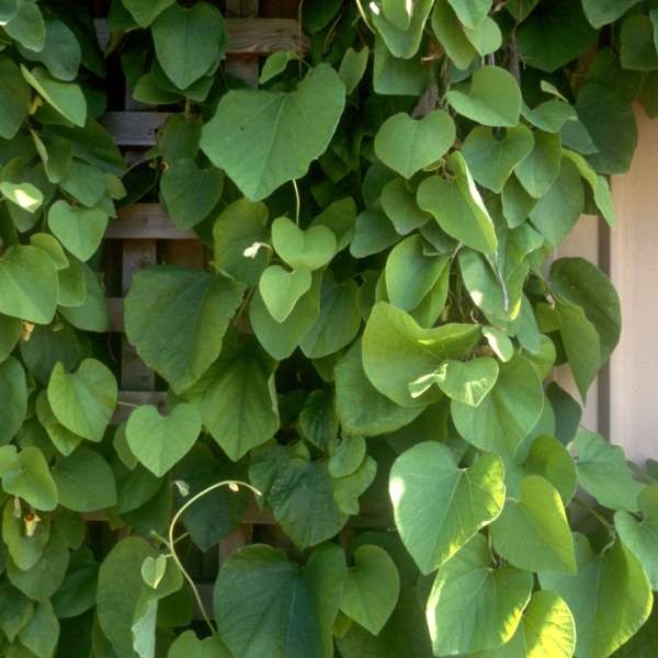 Aristolochia durior DUTCHMANS VINE Exotic SEEDS!