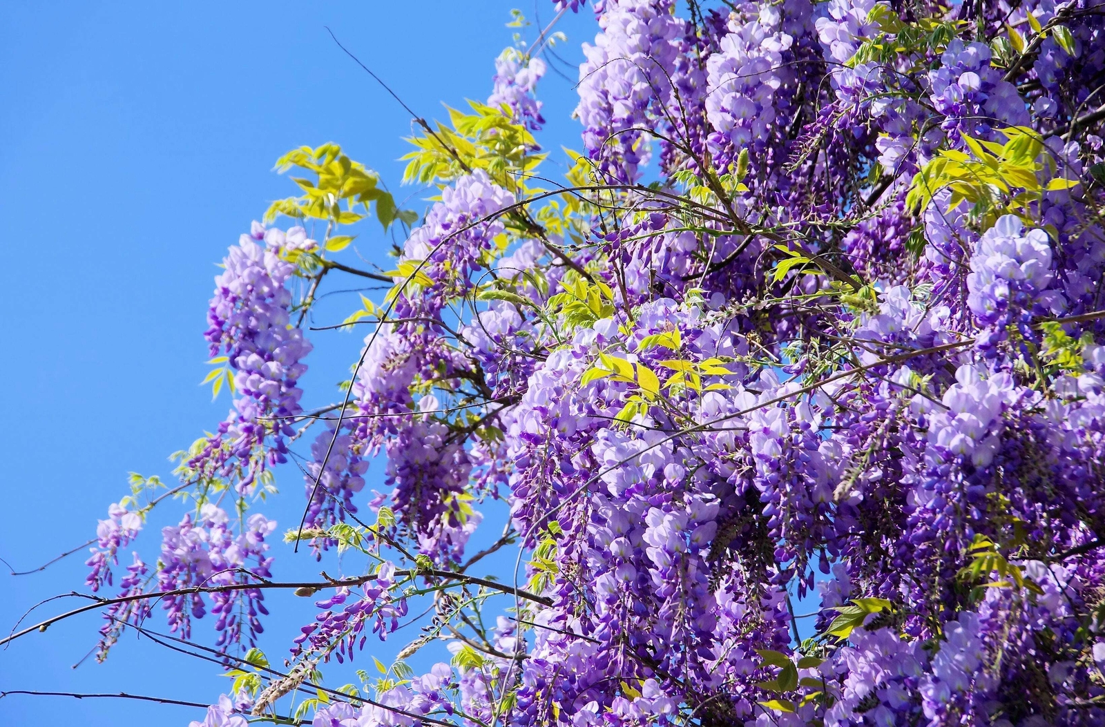 5 BLUE CHINESE WISTERIA Sinensis Ornamental Vine Blue Violet Purple Flower Seeds