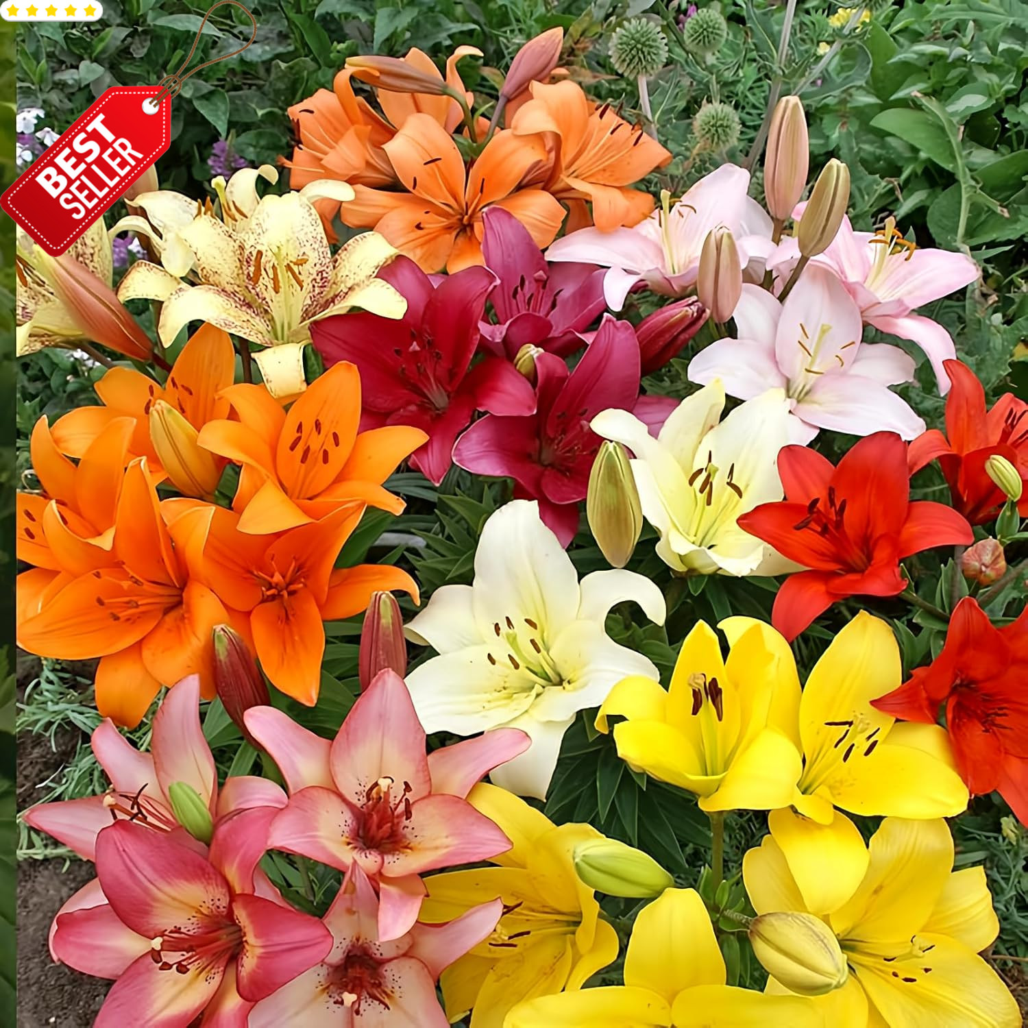 Asiatic Lily Bulbs Mixed Colors Perennial Fresh Dug Flowers 10 Pack Garden – US