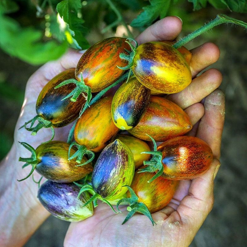 120+ Brad’s Atomic Grape Tomato Seeds —– RARE