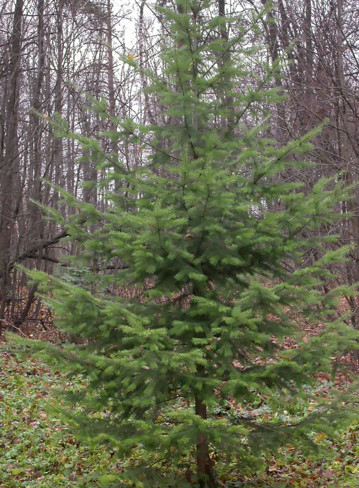 Green Douglas Fir, Pseudotsuga menziesii, Tree Seeds