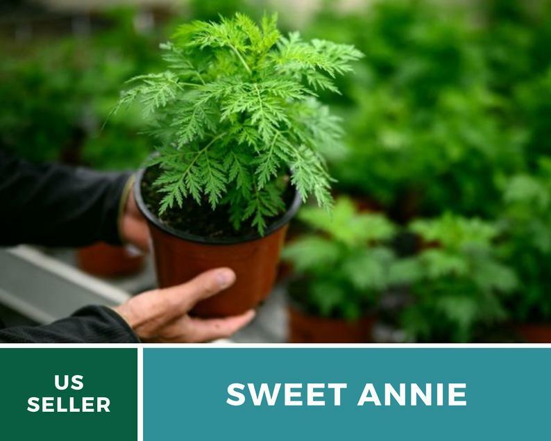 Sweet Annie – 50 Seeds – Medicinal Herb – GMO Free (Artemisia annua)