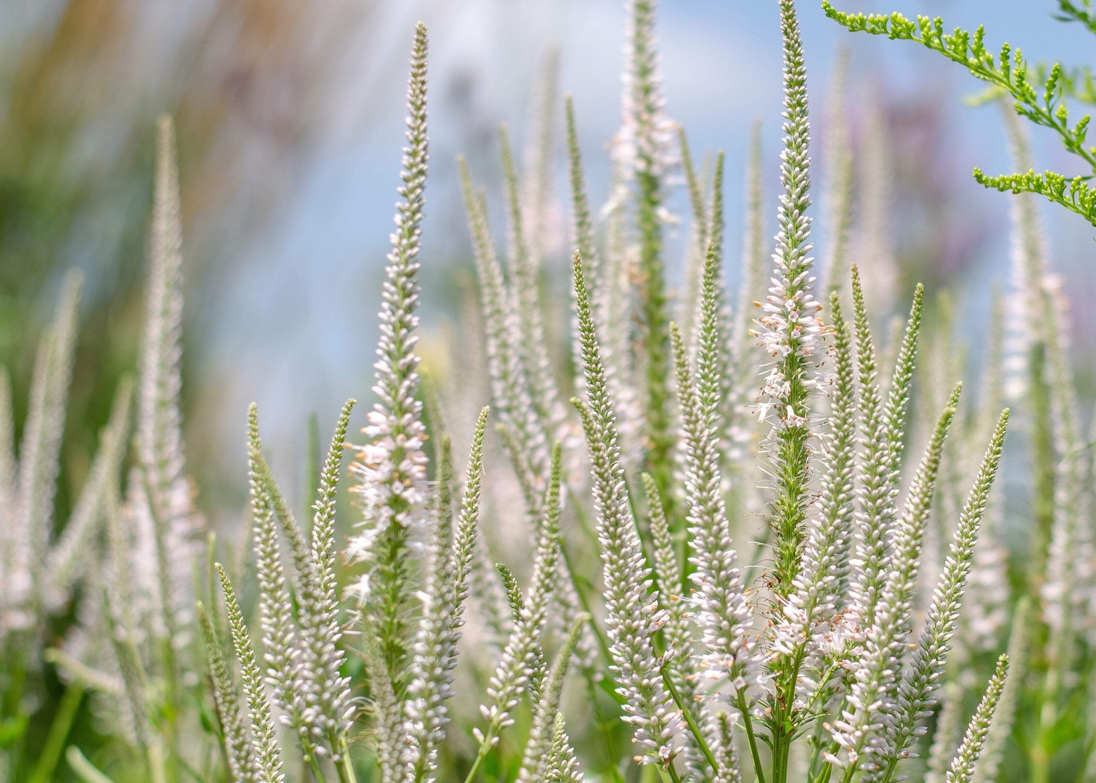 1000 CULVERS ROOT (Black Root) Veronicastrum Virginicum Flower Seeds