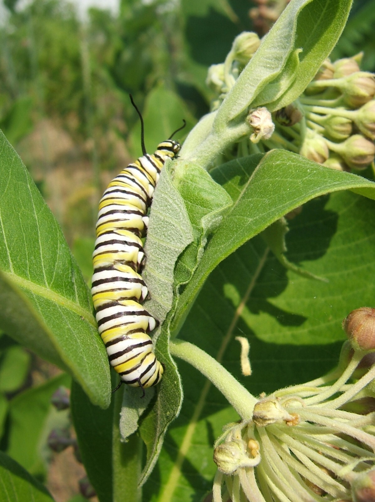 Carmine Rose-Swamp Milkweed 50+ Seeds, Asclepias Incarnata, FOOD FOR BUTTERFLIES