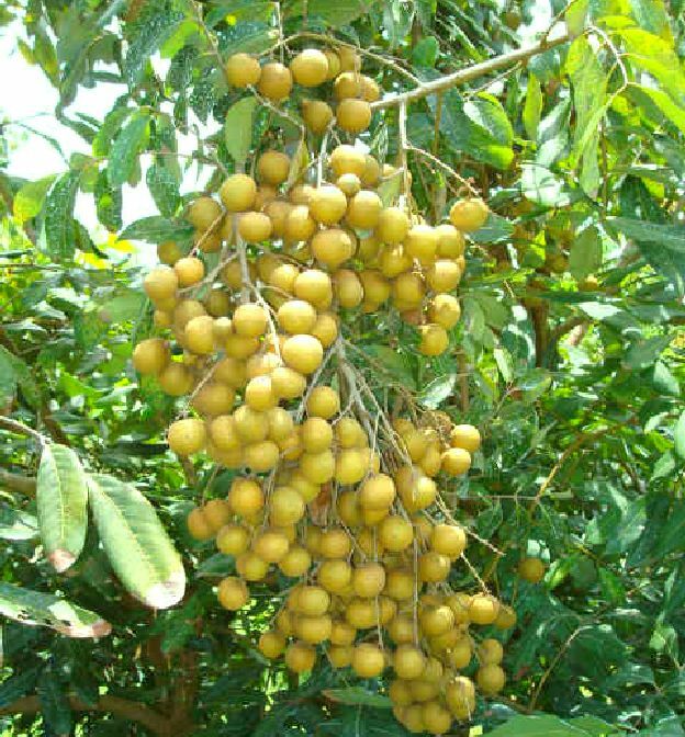 Longan Dimocarpus Dragon Eye Seedling Plant, Tropical Fruit Tree Seedling