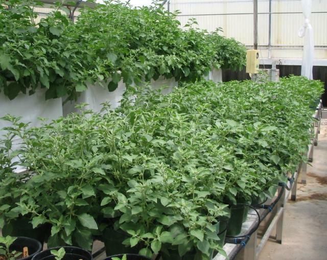 🌿 Withania Somnifera 50 Seeds, Indian Ginseng, Ashwagandha Herb 🌿