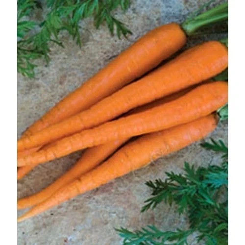 Carrot ‘Imperator 58’ | Daucus carota subsp. sativus| non-GMO Heirloom seeds 275