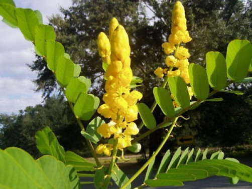Cassia alata Empress Candle 20 seeds