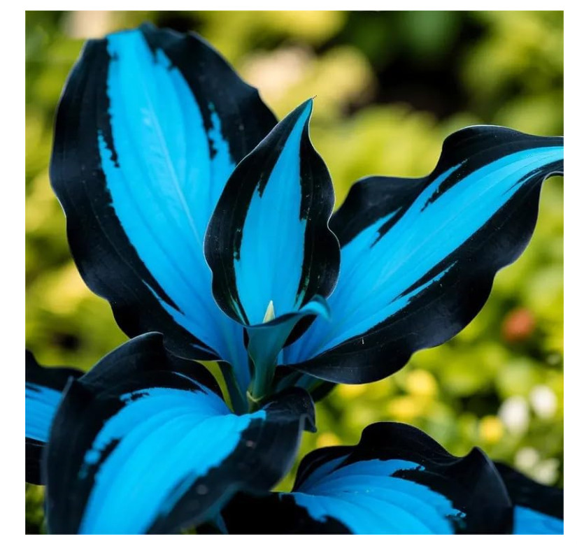 211+ Hosta Seeds Rare Shade Perennial Plants Low Maintenance Garden Grow